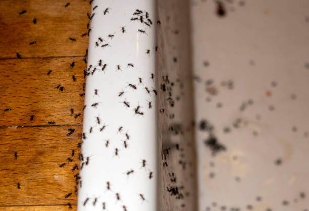 Best Residential Pest Control  in Lutz, FL